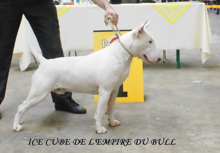 Ice Cube de L'Empire du Bull, borned the 02/06/2013